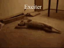 Exciter Trộm Chó GIF