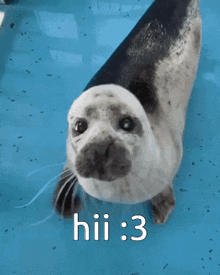 Hi Seal GIF - Hi Seal GIFs