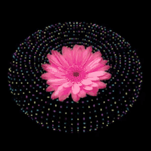 Pink Flower GIF - Pink Flower Animation GIFs