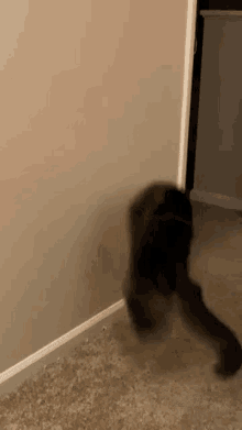 Kitty Cat GIF - Kitty Cat Kickflip GIFs