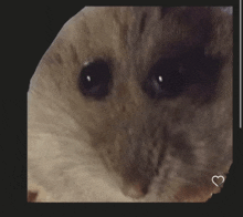 a close up of a cat 's face with a heart in the corner