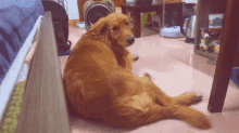 Ruocgu Sad Dog GIF - Ruocgu Sad Dog Golden Retriever GIFs