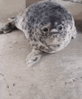 a seal is sitting on the ground with its mouth open and looking at the camera .