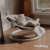 Chilling Cat GIF - Chilling Cat Viralhog GIFs
