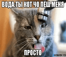 a cat is drinking water from a faucet with a foreign language caption