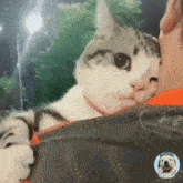 Cat Hug Cat Hugs GIF - Cat Hug Cat Hugs Cat GIFs