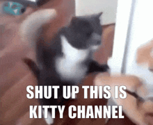 Kitten Cat GIF - Kitten Cat Kitty GIFs