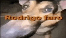 Rodrigo Faro GIF