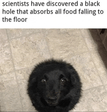 Dog Meme GIF - Dog Meme Scientists GIFs