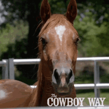 horse the cowboy way brown horse breathing big nostrils