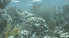 Turtle National Turtle Day GIF - Turtle National Turtle Day Sea GIFs