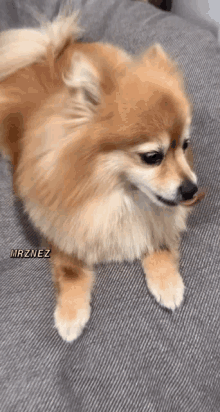 Doggy Tongue Out GIF