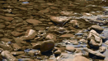 a pile of rocks in a body of water with a bottle in it