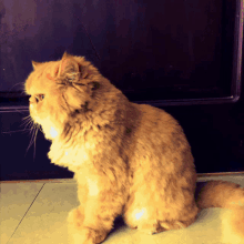 a fluffy orange cat sitting on a tile floor