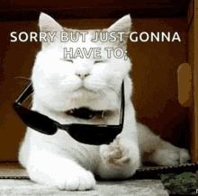 Deal With It Cat GIF - Deal With It Cat Kitty GIFs