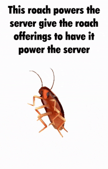 Roach Servers Power GIF - Roach Servers Power GIFs