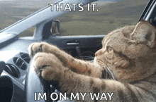 a cat is driving a car with the caption that 's it im on my way