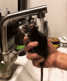 Rat Bath GIF