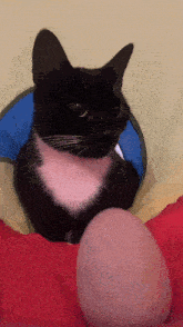 a black and white cat is sitting next to a large egg