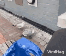 Attacking Viralhog GIF - Attacking Viralhog Seagull GIFs