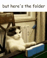 a cat sitting on a table with the words " but here 's the folder " above it