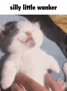 a black and white cat is laying on its back with its eyes closed and the caption silly little wanker