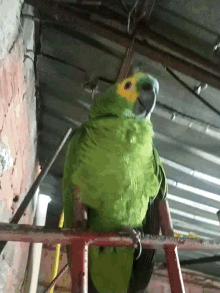 Kiko Bird GIF - Kiko Bird Parrot GIFs