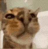 a close up of a cat 's face with a blurred background