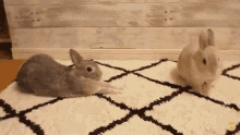 bunny bunnies rabbit kiss bunny kiss