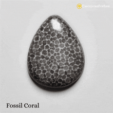 Fossil Coral Stone Fossil Coral Meaning GIF
