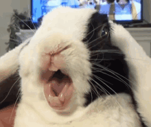 Bunny What Omg GIF - Bunny What Omg GIFs