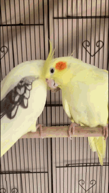Parrots Angry GIF - Parrots Angry GIFs