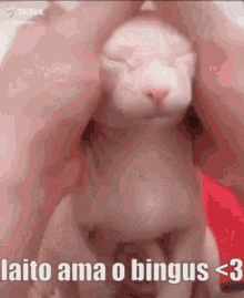Laito Ama Bingus Bingus GIF - Laito Ama Bingus Bingus Bingus Cat GIFs