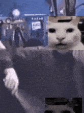 Uncanny Cat Shitpost GIF - Uncanny Cat Uncanny Shitpost GIFs