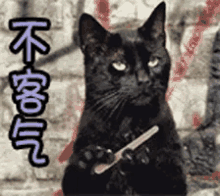 不客气 GIF - Salem Nails Cat GIFs