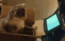 Busted Watching GIF - Busted Watching Cat GIFs