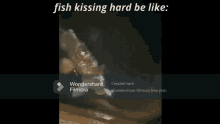 Fish Kiss Crazy GIF - Fish Kiss Crazy GIFs