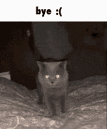 Bye Cat GIF - Bye Cat Bye Cat GIFs