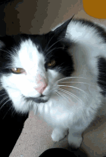 Cat Blep GIF - Cat Blep Mlem GIFs