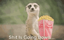Meerkat Popcorn GIF - Meerkat Popcorn Chewing GIFs