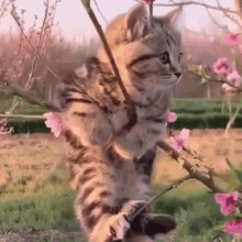 Kitten Cute GIF - Kitten Cute Cute Kitten GIFs