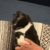 Cat Burrito GIF - Cat Burrito Blanket GIFs