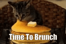 Time To Brunch Pancakes GIF - Time To Brunch Pancakes Cat GIFs