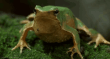 Frog Croak GIF - Frog Croak GIFs