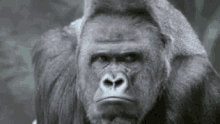 Gorilla Hmm GIF - Gorilla Hmm Thinking GIFs