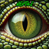 Reptilehybrid Reptile Hybrid GIF - Reptilehybrid Reptile Hybrid Reptile GIFs