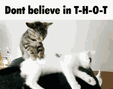 Dont Believe In Thot Thot GIF - Dont Believe In Thot Thot Cat GIFs