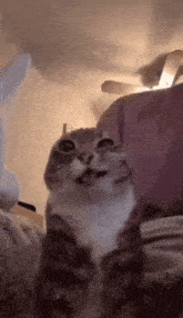 a cat is sitting on a bed looking up at the camera