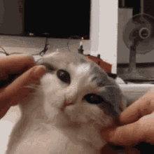 Kot Cat GIF - Kot Cat GIFs