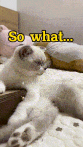 So What Cat Meme GIF - So What Cat Meme Cat GIFs